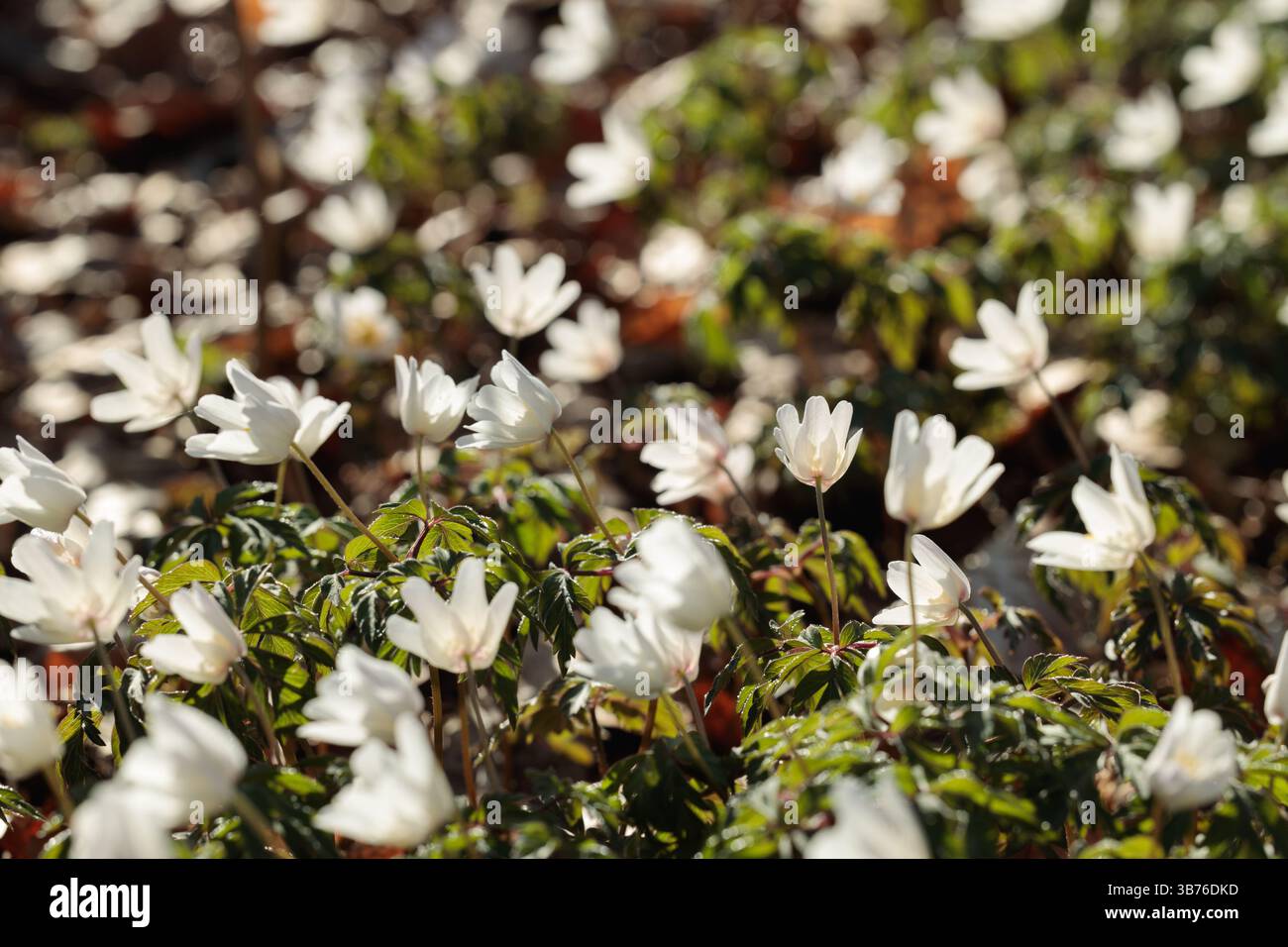 Fiori di anemone (Anemone nemorosa) in legno bianco retroilluminato che brillano alla luce soffusa del sole in una scena boschiva primaverile Foto Stock