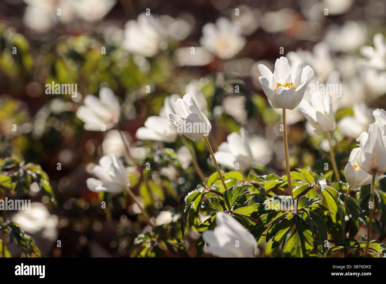 Primo piano di fiori di anemone (Anemone nemorosa) in fiore alla luce del sole primaverile della foresta con morbido sfondo bokeh Foto Stock