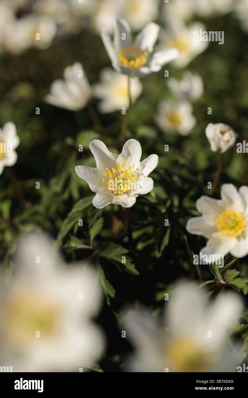 Campo di anemoni di legno bianco in fiore (Anemone nemorosa) con un fiore a fuoco nitido e un morbido sfondo sfocato, catturato alla luce naturale del sole Foto Stock