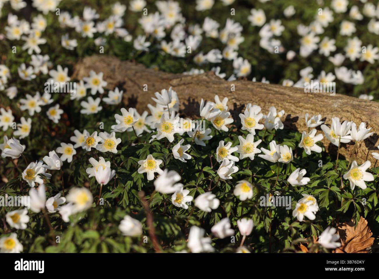Denso tappeto di anemoni di legno bianco (nemorosa) che sbocciano intorno a un tronco caduto di muschio in una foresta primaverile illuminata dal sole, simboleggiando il risveglio della natura Foto Stock