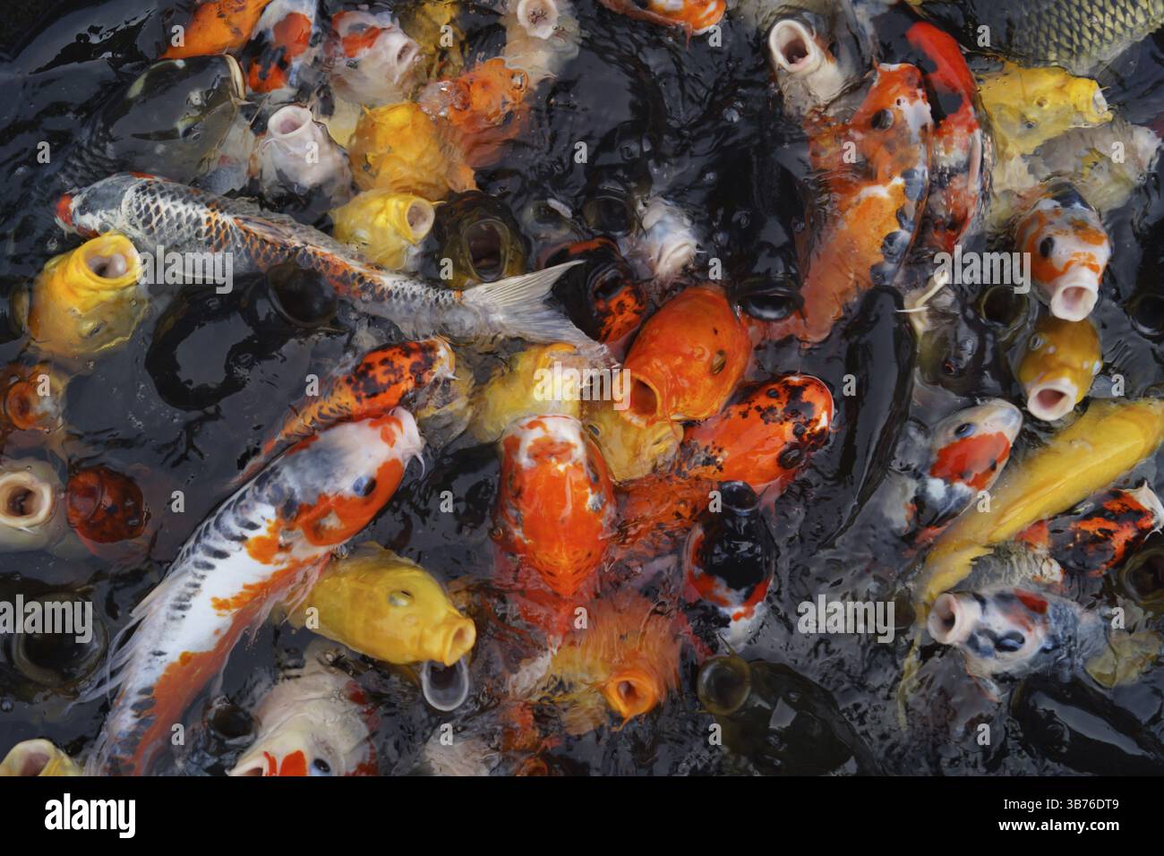 Carpa dell'immagine. Luogo di ripresa: Yokohama-città prefettura di kanagawa Foto Stock