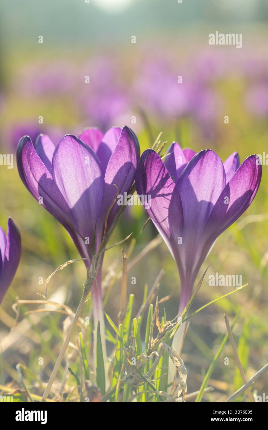 Primo piano di fiori di cocco viola in fiore alla luce del sole primaverile con sfondo sfocato, che cattura colori vivaci e petali delicati Foto Stock