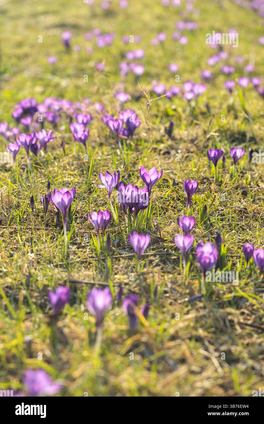 Campo di croci viola in fiore alla luce del sole primaverile, creando un tappeto naturale di fiori selvatici con colori vivaci e una profondità di campo bassa Foto Stock