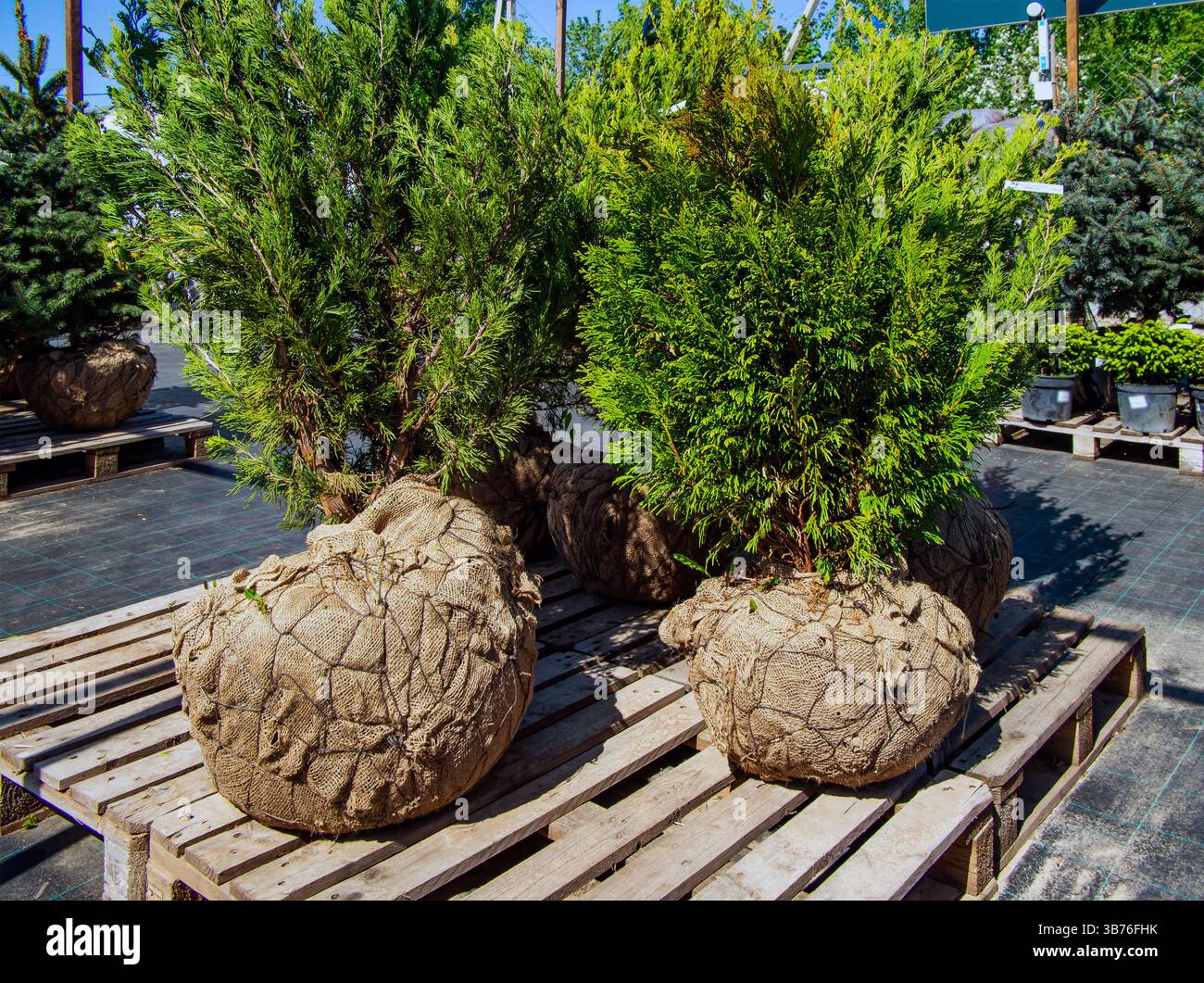 Giovani piantine di thuja preparate per la vendita nel vivaio Foto Stock