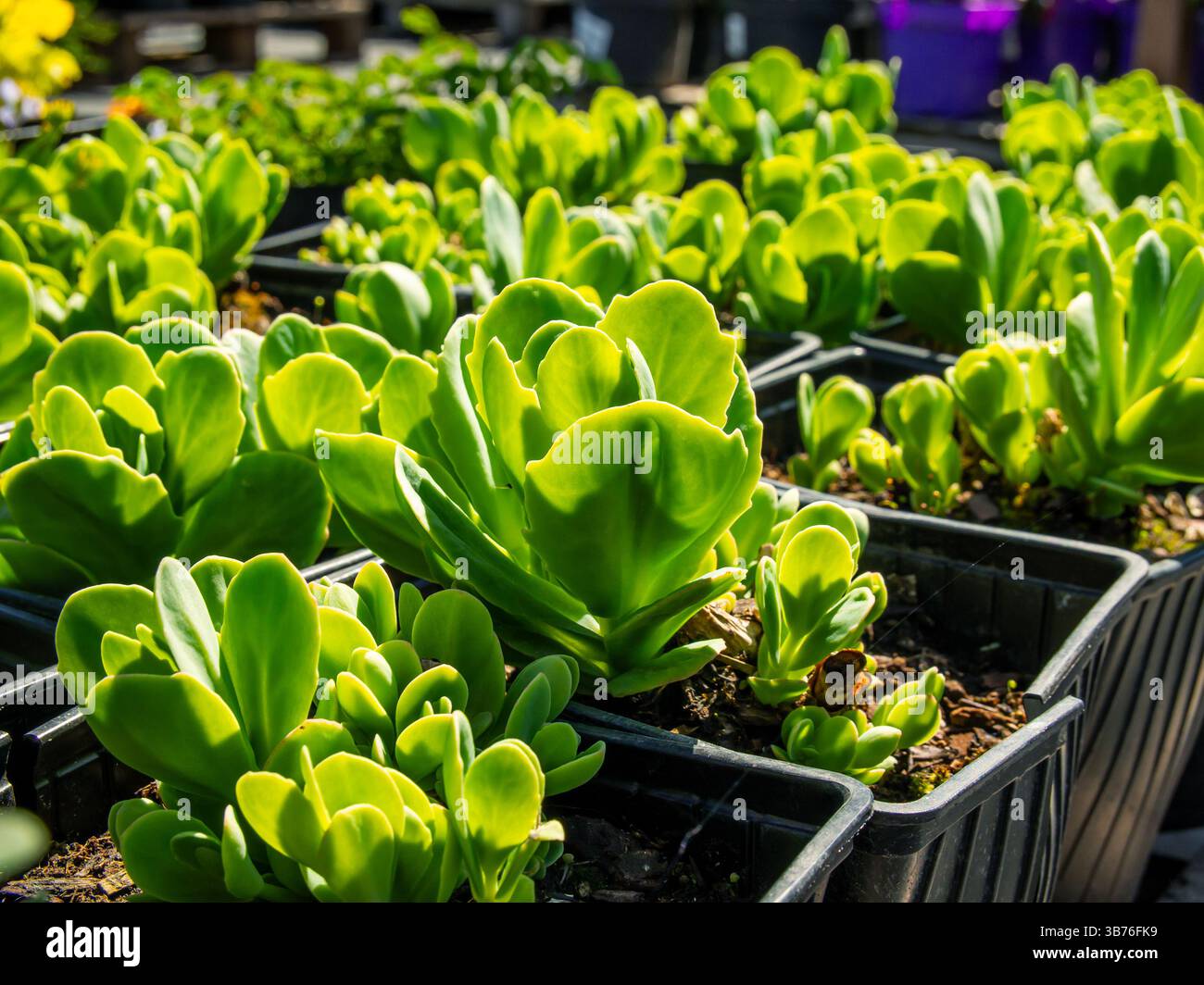 Vasi con fiori giovani di sedum spectabilis 'Brilliant' Foto Stock