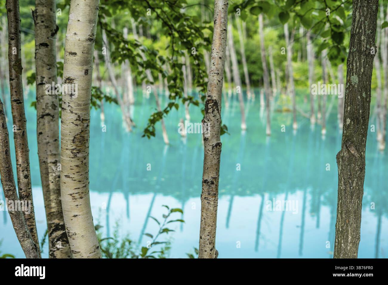 Stagno blu che assomiglia ad una foresta sopra (Hokkaido Biei-cho). Luogo di tiro: Hokkaido Biei-cho Foto Stock