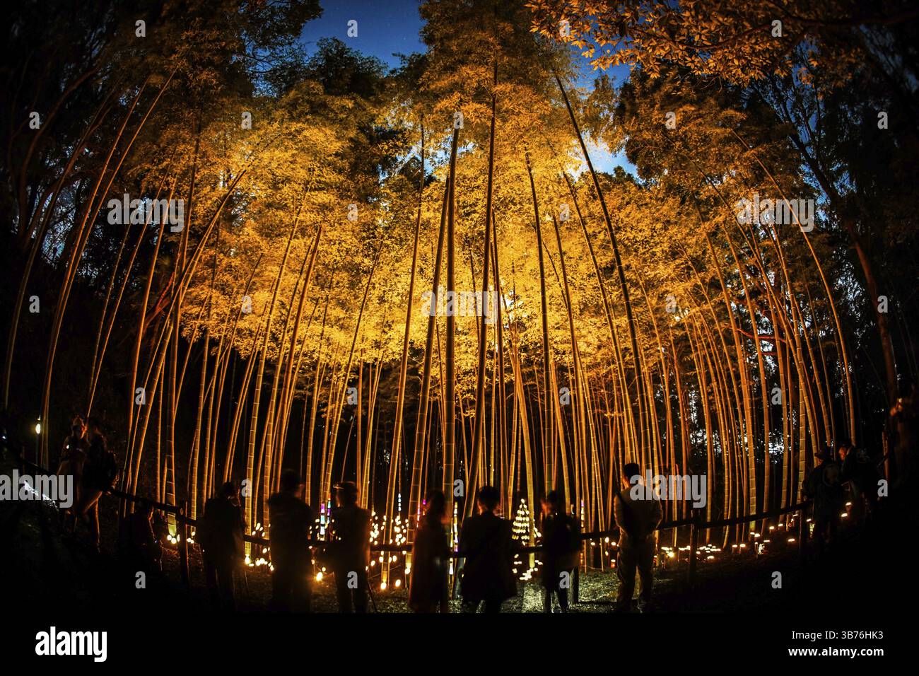Luce di piccolo diametro del boschetto di bambù (piccola scrivania Castello foresta di cittadini). Luogo di ripresa: Yokohama-città prefettura di kanagawa Foto Stock