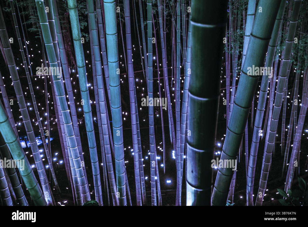 Luce di piccolo diametro del boschetto di bambù (piccola scrivania Castello foresta di cittadini). Luogo di ripresa: Yokohama-città prefettura di kanagawa Foto Stock