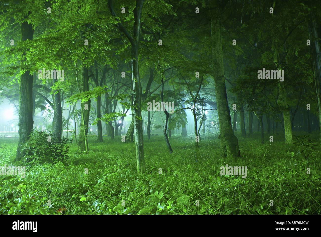 Foresta avvolta in nebbia. Luogo di ripresa: Mitaka City, Tokyo Foto Stock