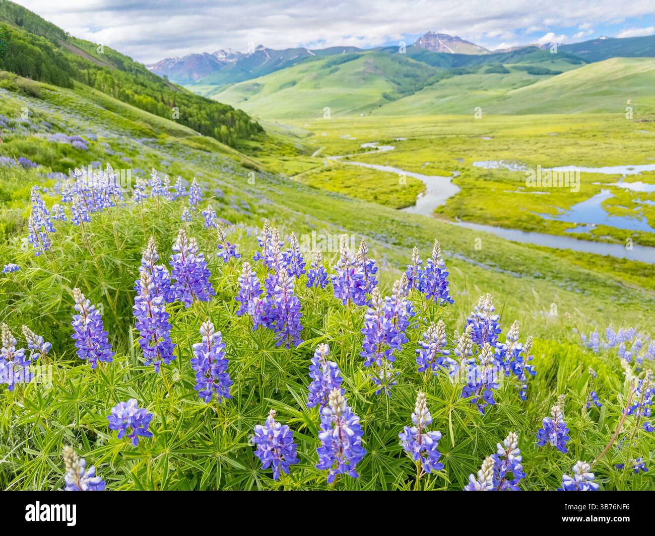 Prato di fiori selvatici di lupino di montagna viola che fioriscono tra le montagne vicino a Crested Butte, Colorado Foto Stock