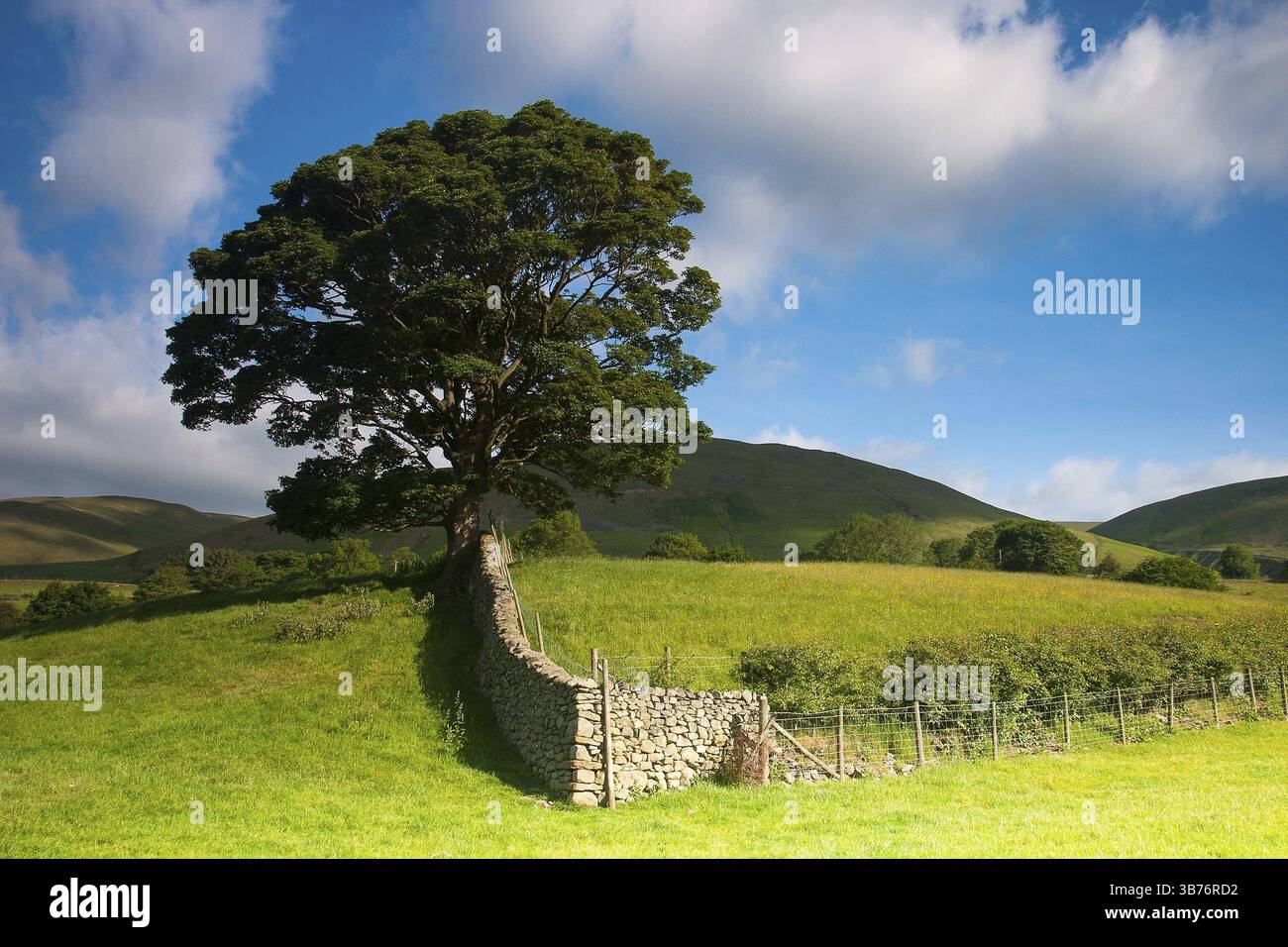Paesaggio tipico dello Yorkshire Dales National Park, Sedbergh, Cumbria, Inghilterra, Regno Unito, Europa Foto Stock
