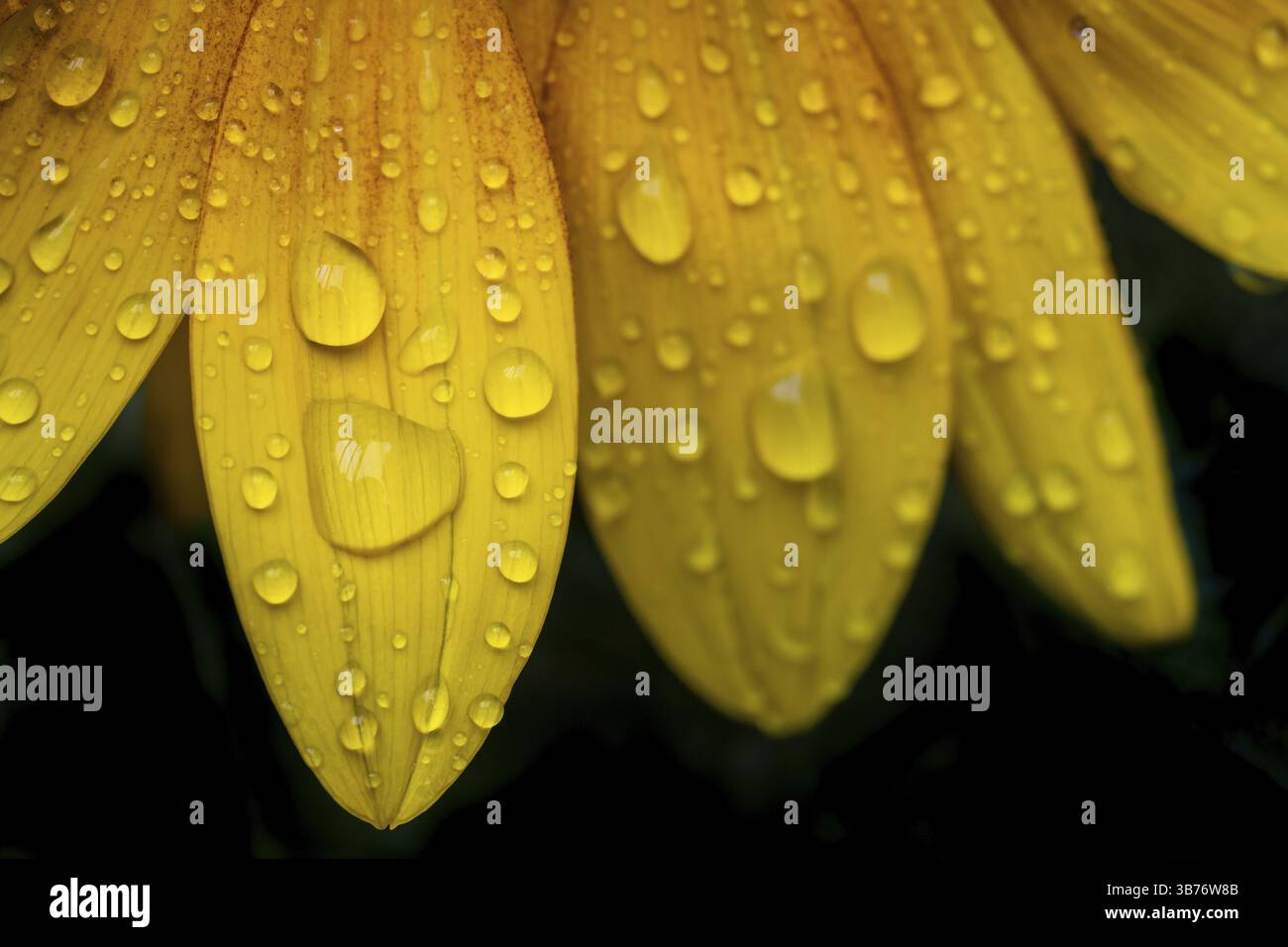 Foto macro dettagliata di petali di girasole, girasole (Helianthus annuus) con gocce di pioggia scintillanti sulle foglie gialle Foto Stock