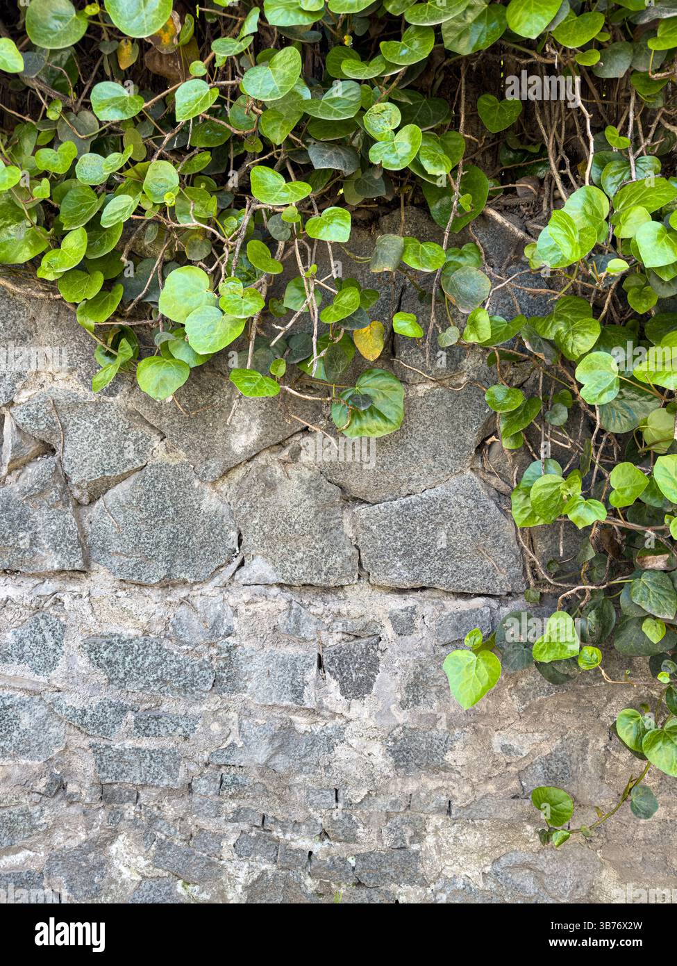 Arrampicata sull'edera che cresce sopra un vecchio muro di pietra, vista verticale. Tessuti naturali e architettonici, fogliame verde su superfici in muratura, nessuna persona. Foto Stock