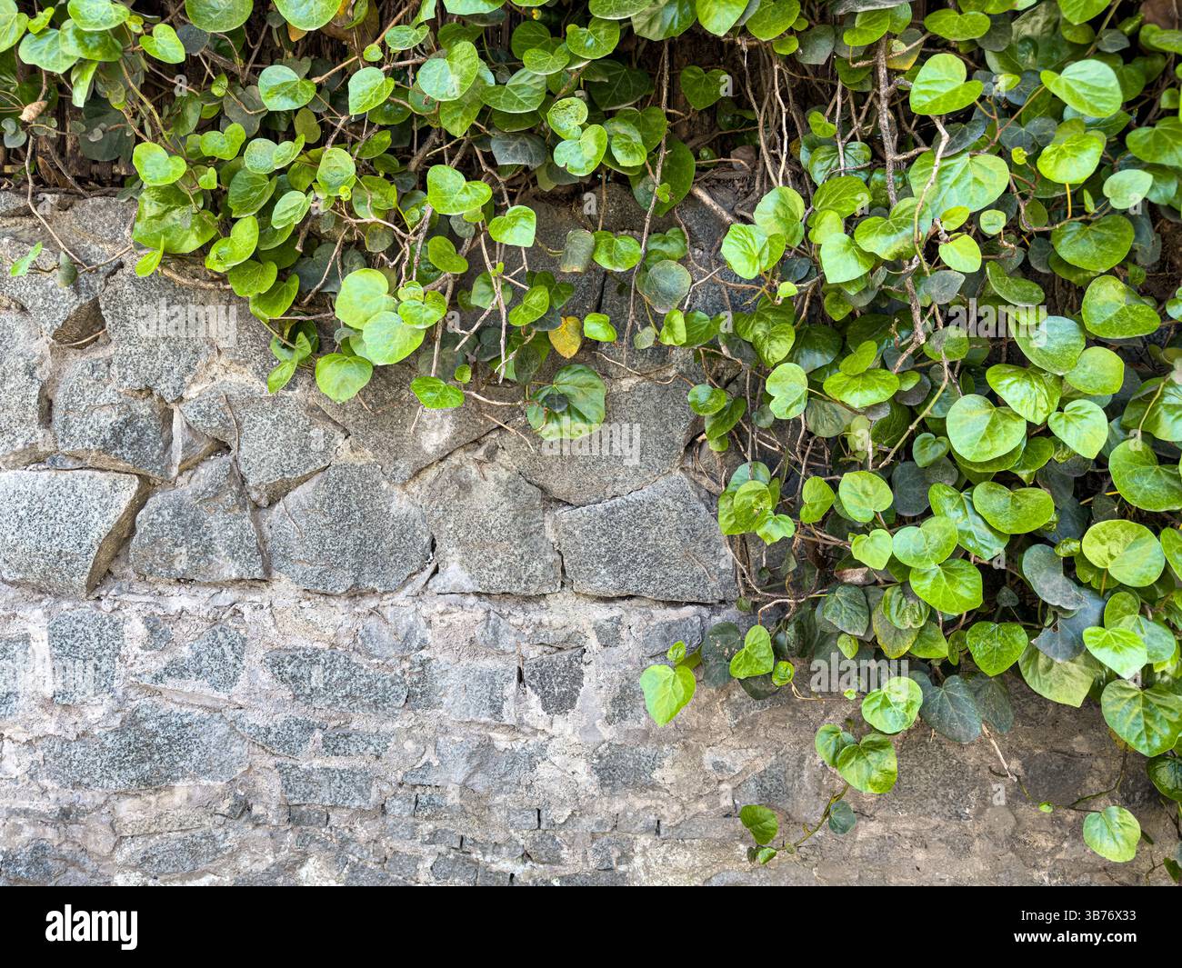 Vigne di edera verde che si arrampicano su un muro di pietra testurizzata. Sfondo naturale urbano con foglie fresche e superficie architettonica, nessuno. Foto Stock