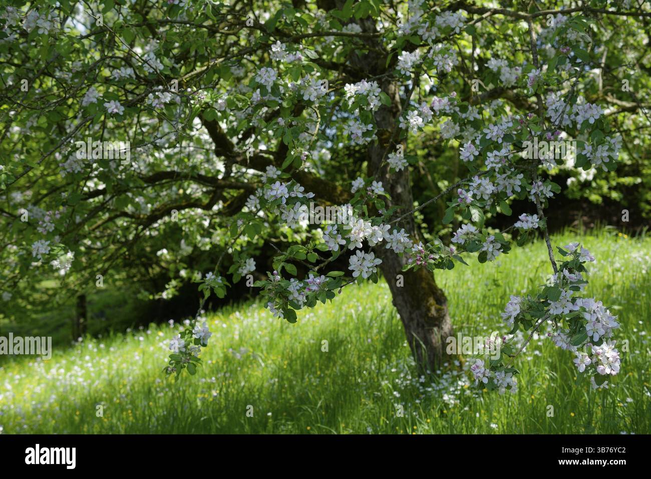 Meli in fiore, fiori di frutta, mele, alberi da frutto, frutteto, aprile, primavera, parco naturale della foresta sveva-Franconica, Schwaebisch Hall, Foto Stock