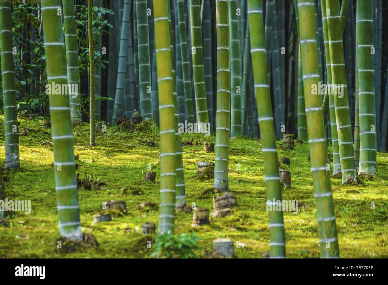 Kyoto Arashiyama foresta di bambù. Luogo di ripresa: Kyoto Foto Stock