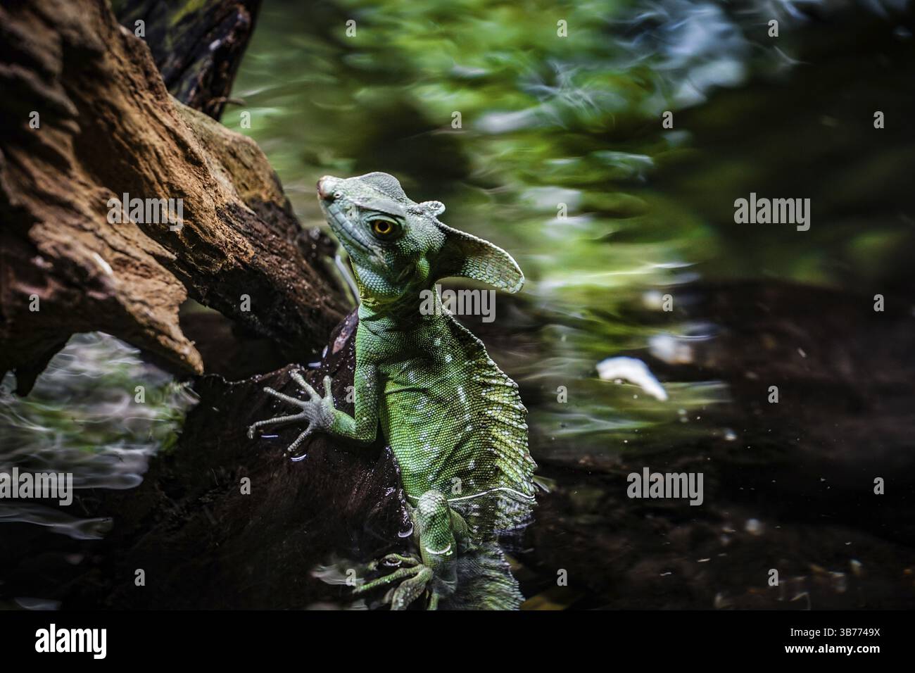 Basilisco verde (lucertole Reptilia Squamata). Luogo delle riprese: Singapore Foto Stock