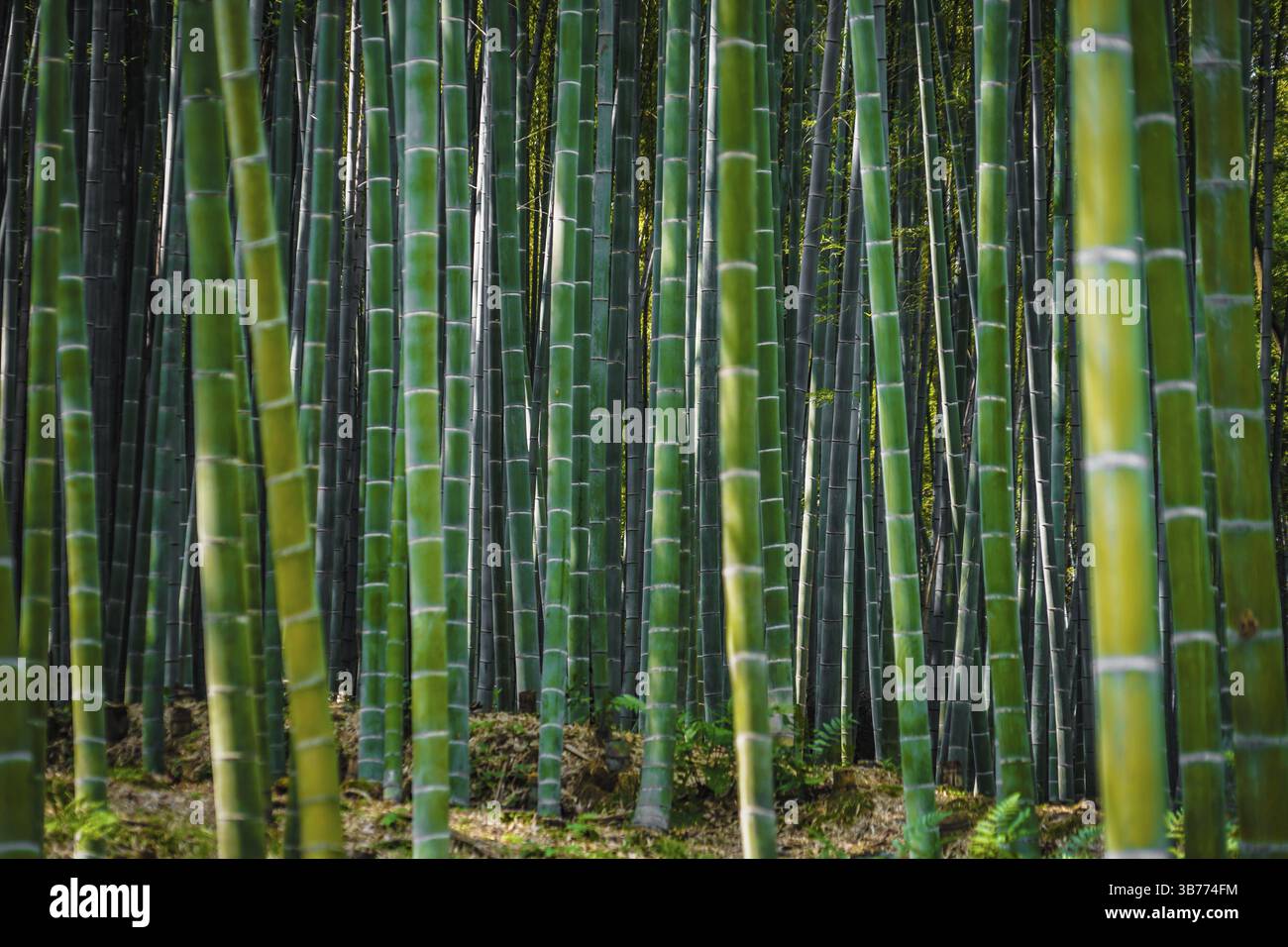 Kyoto Arashiyama foresta di bambù. Luogo di ripresa: Kyoto Foto Stock