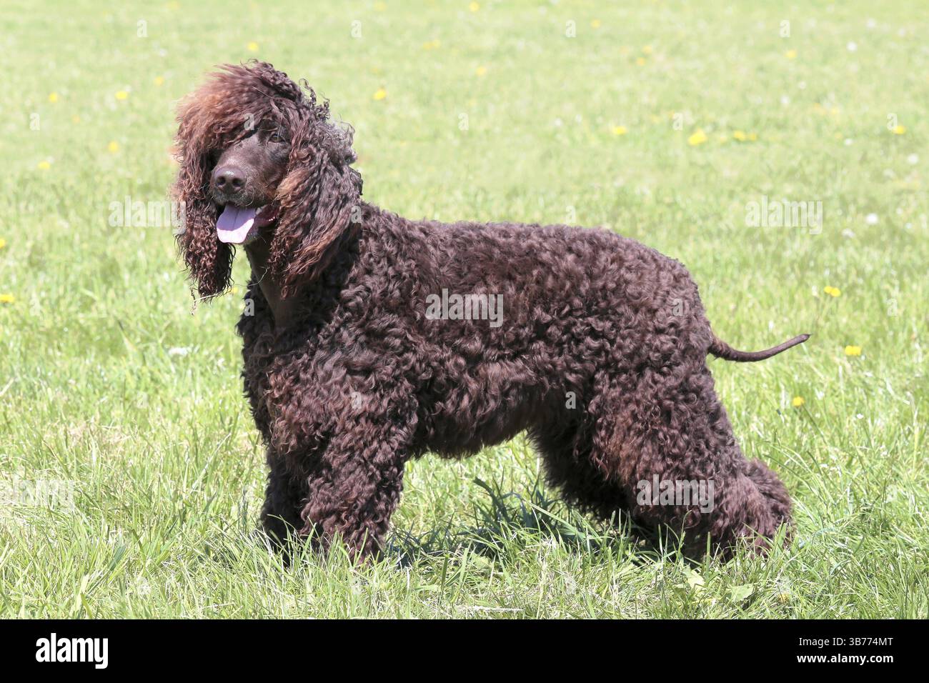 Tipica acqua irlandese Spaniel nel giardino di primavera Foto Stock