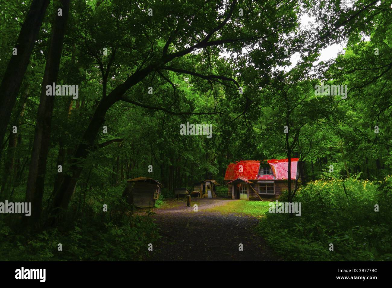 Hong nella foresta. Luogo di tiro: Hokkaido Furano Foto Stock