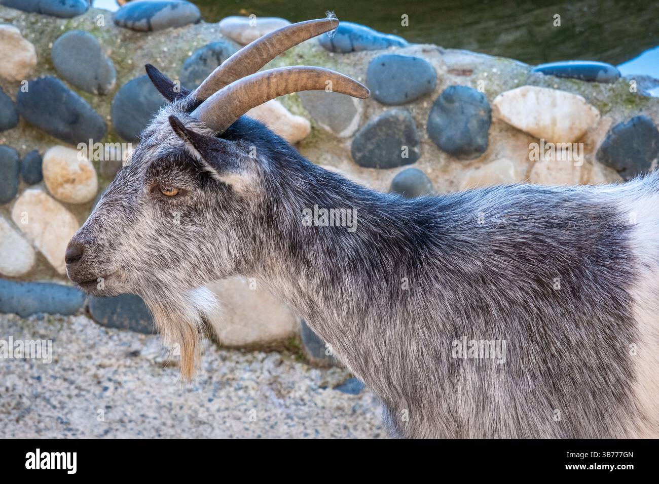 osservare capre colorate in una fattoria Foto Stock