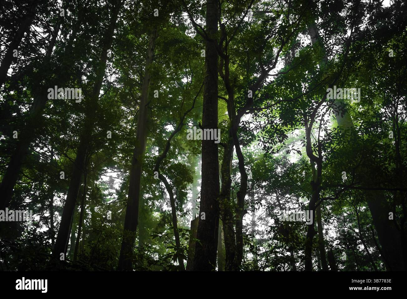 Di foresta era immagine densa (Takao). Luogo di ripresa: Hachioji, Tokyo Foto Stock