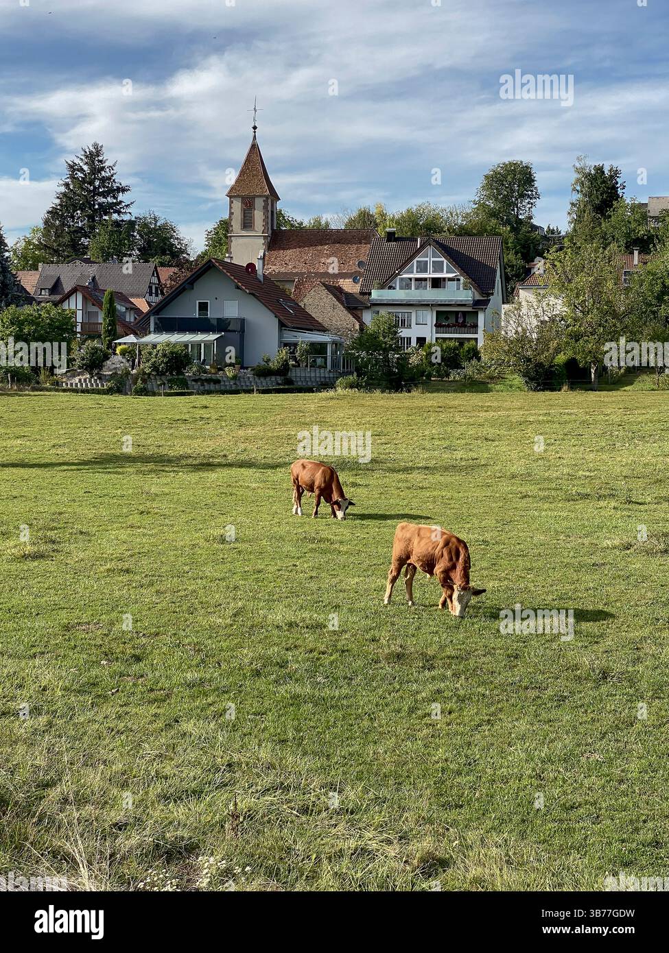 Due mucche pascolano in un campo verde con case e una chiesa sullo sfondo, che riflette la tranquillità rurale. Foto Stock