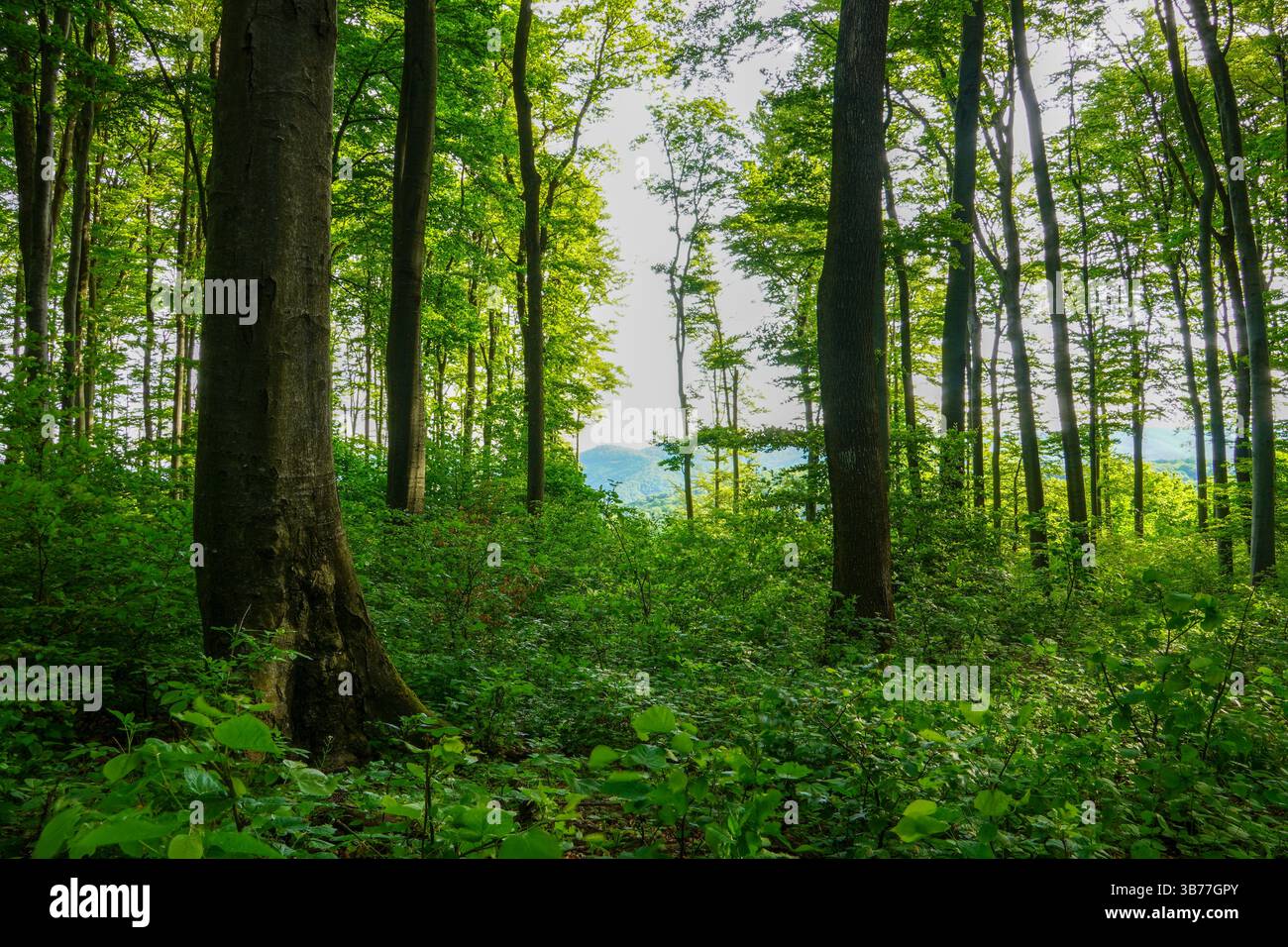 Foresta verde e sana una parte importante del nostro ecosistema. Imboschimento per un futuro migliore. Foto Stock