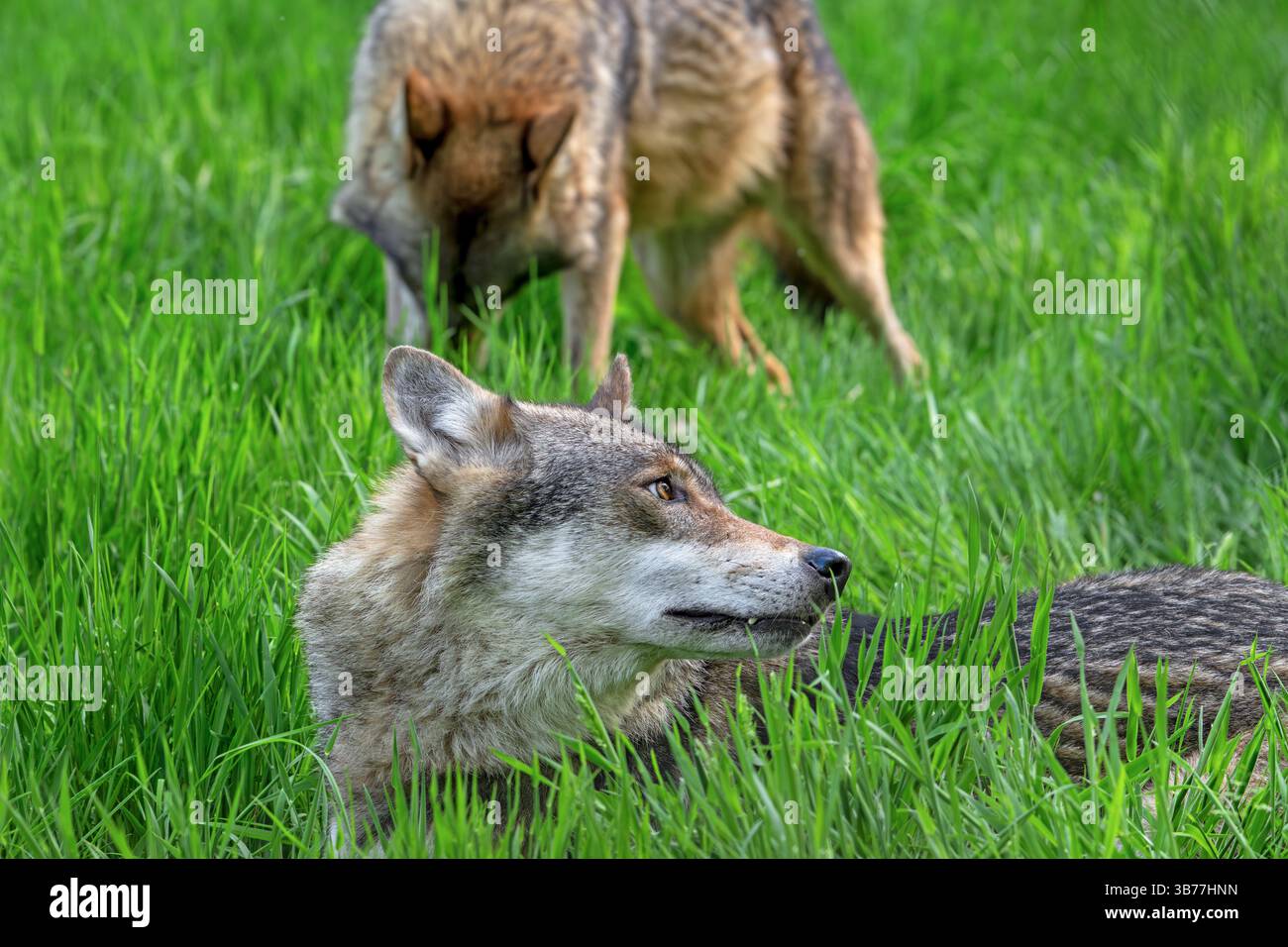 Due lupi eurasiatici / lupi grigi europei (Canis lupus lupus) che riposano su prati/prati Foto Stock