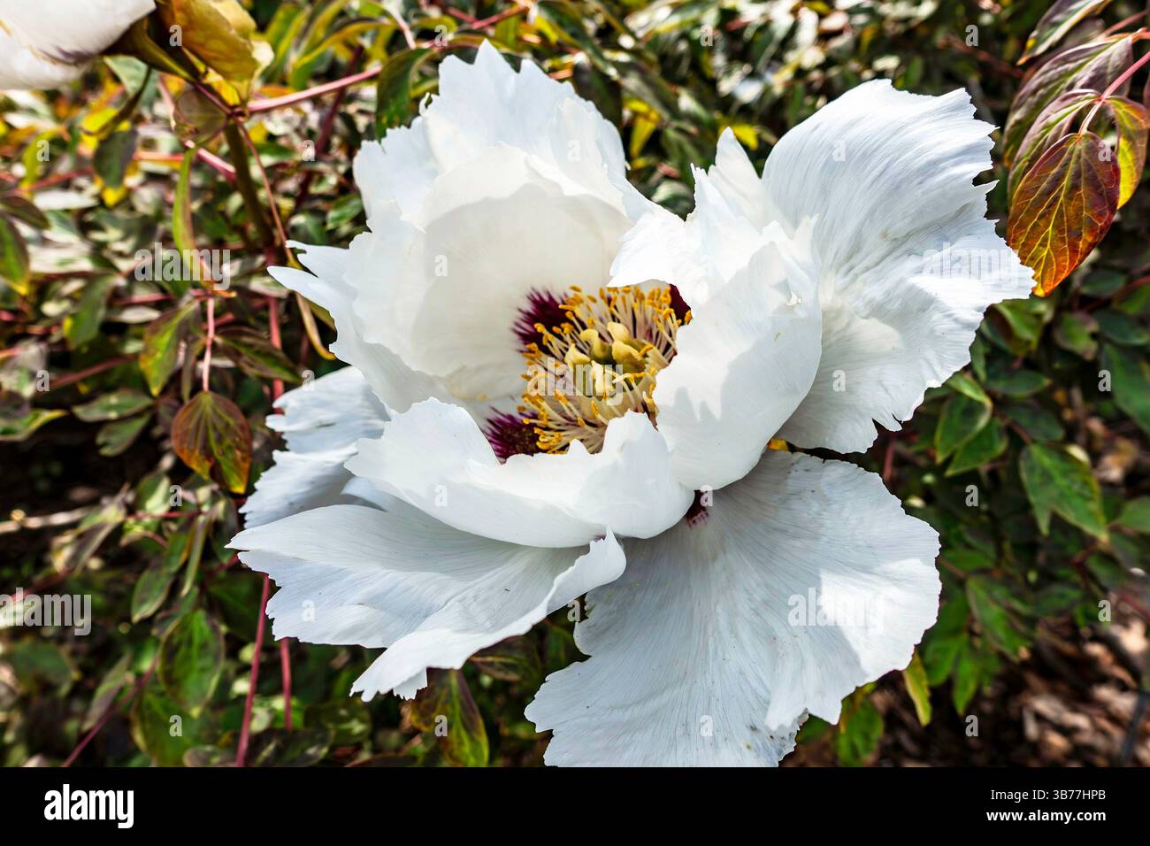 Il fiore raffigurato è una Peonia dell'albero (Paeonia suffruticosa). Le peonie d'albero sono rinomate per le loro fioriture estese e ostentate, così come per la loro st Foto Stock