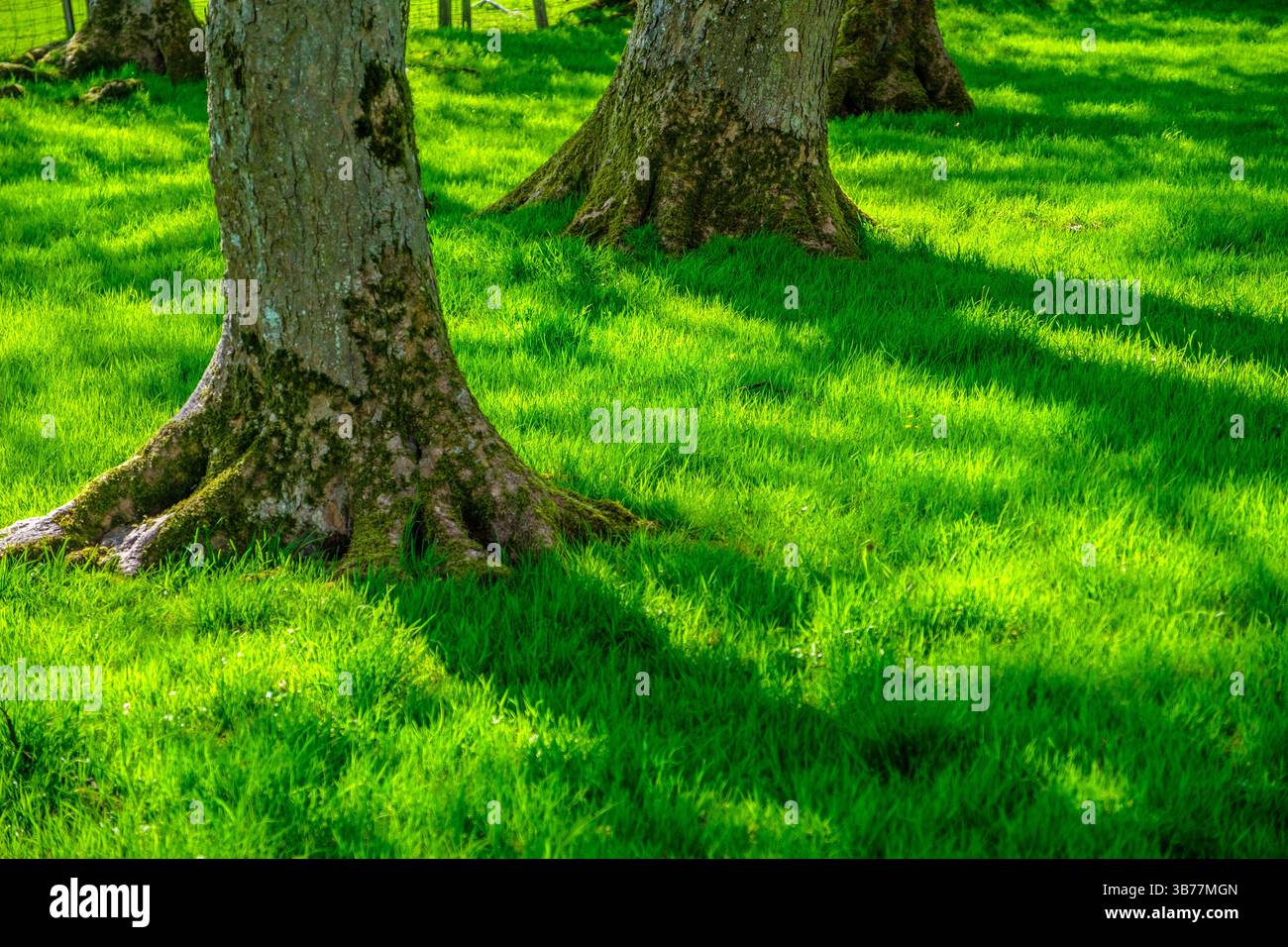Erba verde brillante con luce solare dappata in un bosco inglese Foto Stock