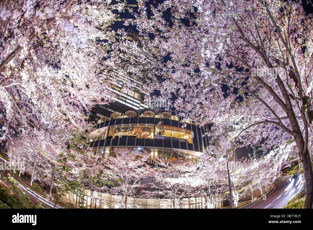 Sakura e Tokyo Midtown. Luogo di ripresa: Area metropolitana di Tokyo Foto Stock
