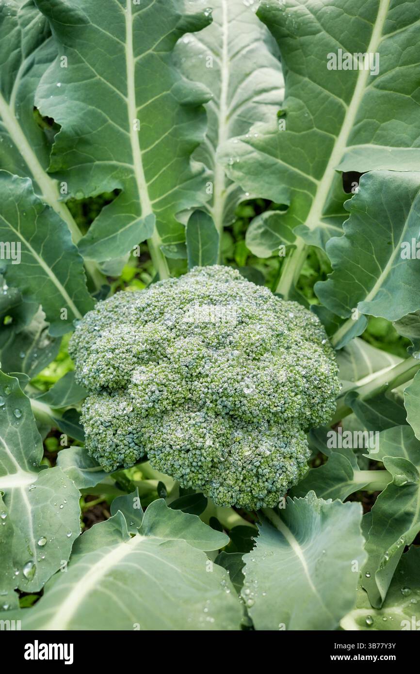 Primo piano di broccoli in una piantagione biologica, concentrazione selettiva. Foto Stock