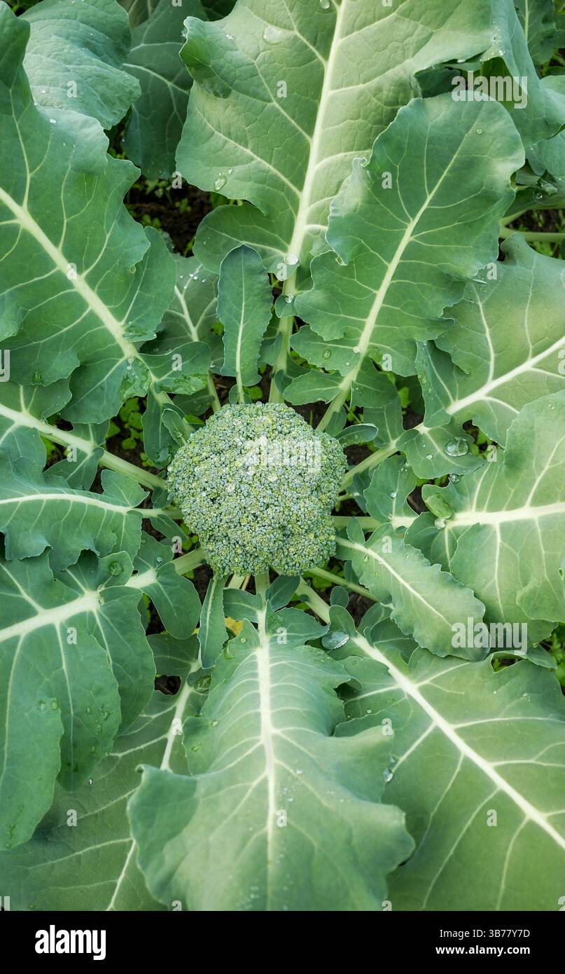 Primo piano di broccoli in una piantagione biologica, concentrazione selettiva. Foto Stock