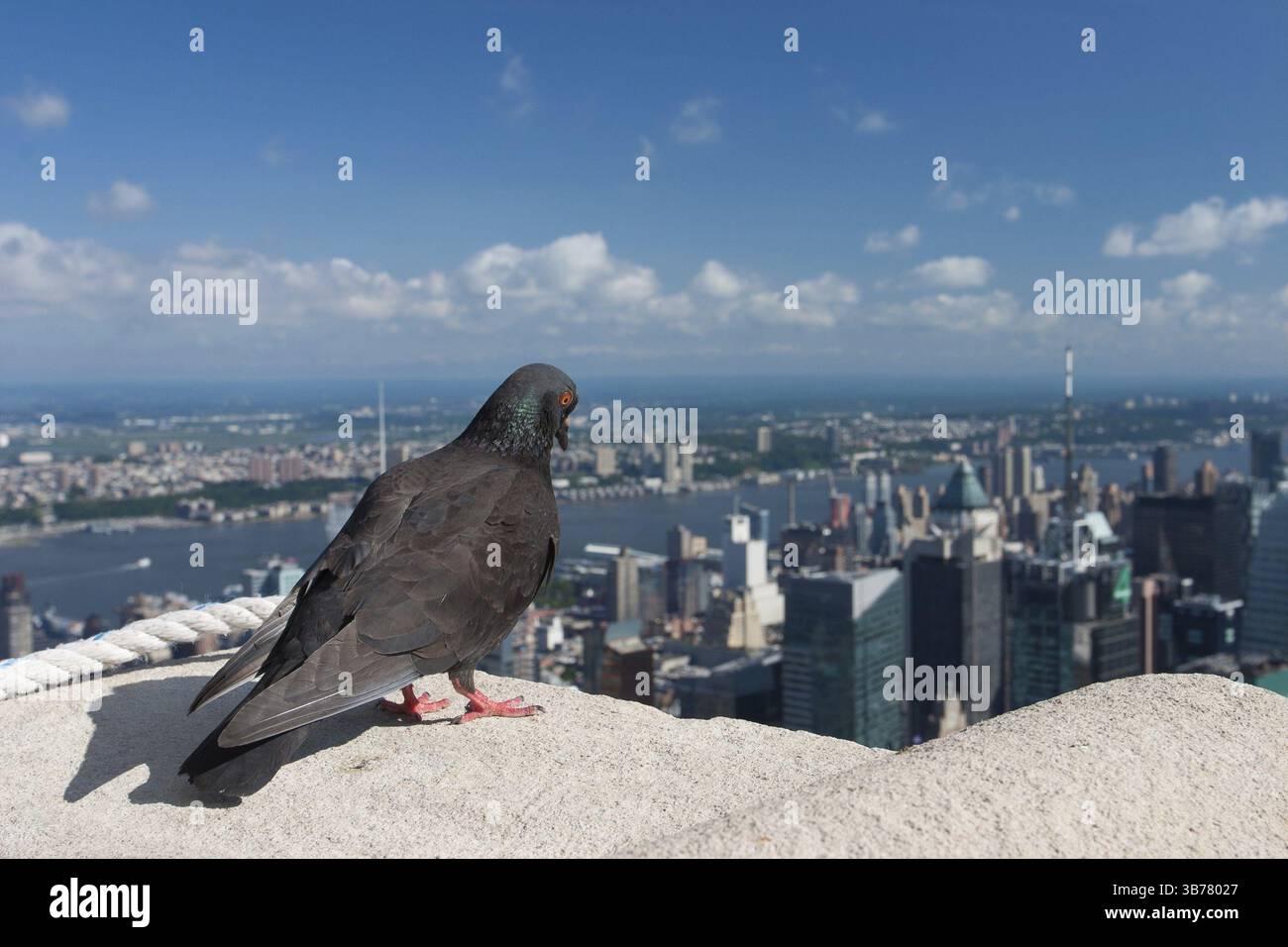 Pigeon sull'Empire State Building, New York, USA, Nord America Foto Stock