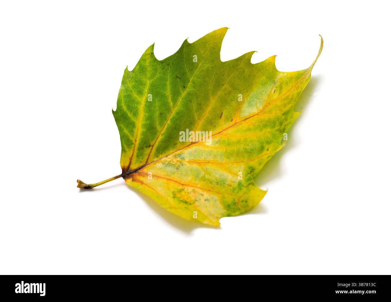 Foglie autunnali gialle verdi isolate con ombra su primo piano bianco, vista dall'alto foglie autunnali.oggetto singolo. Foto Stock