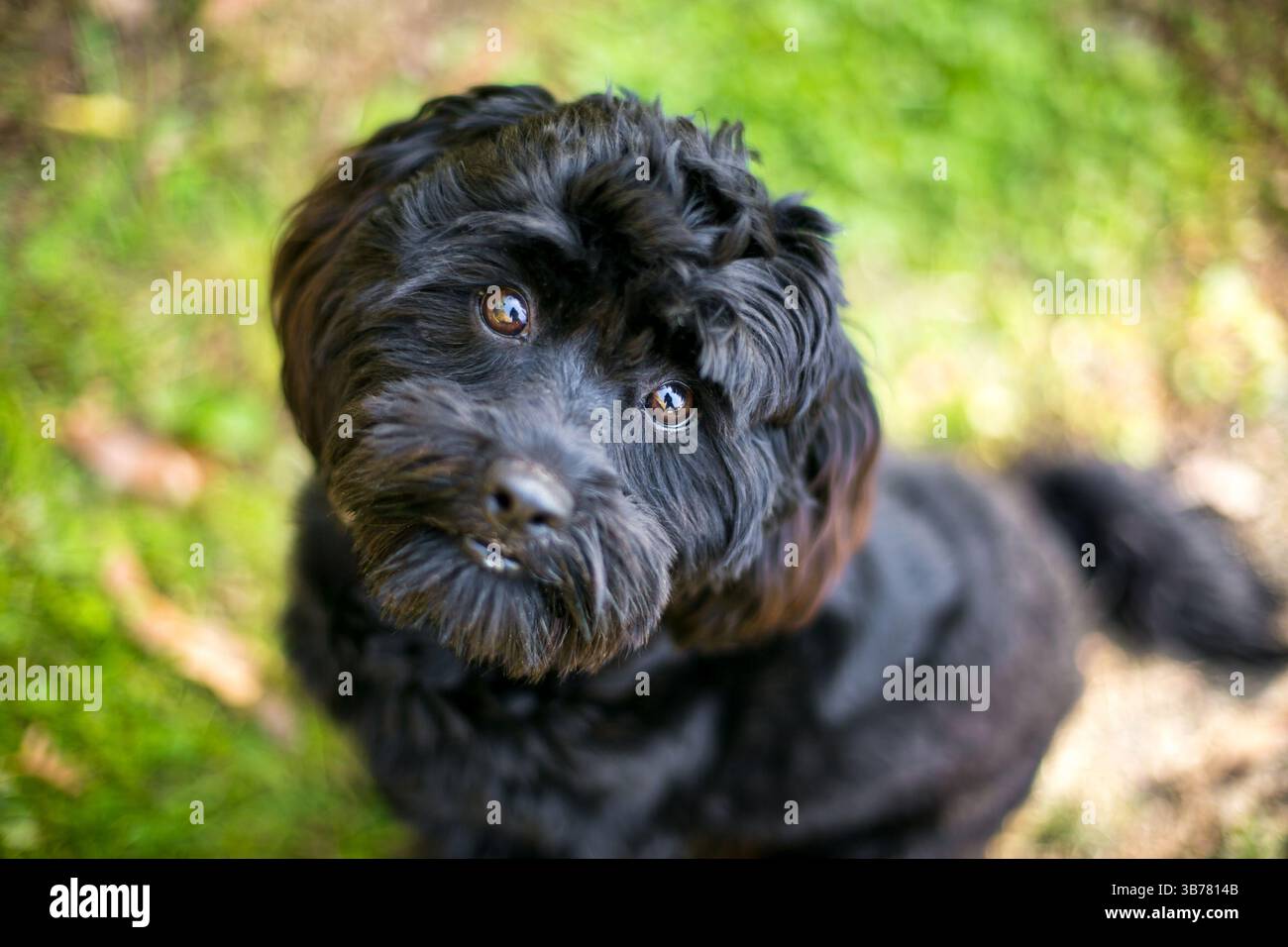 Un cane nero Cocker Spaniel x Poodle di razza mista, noto anche come Cockapoo, che guarda la telecamera Foto Stock