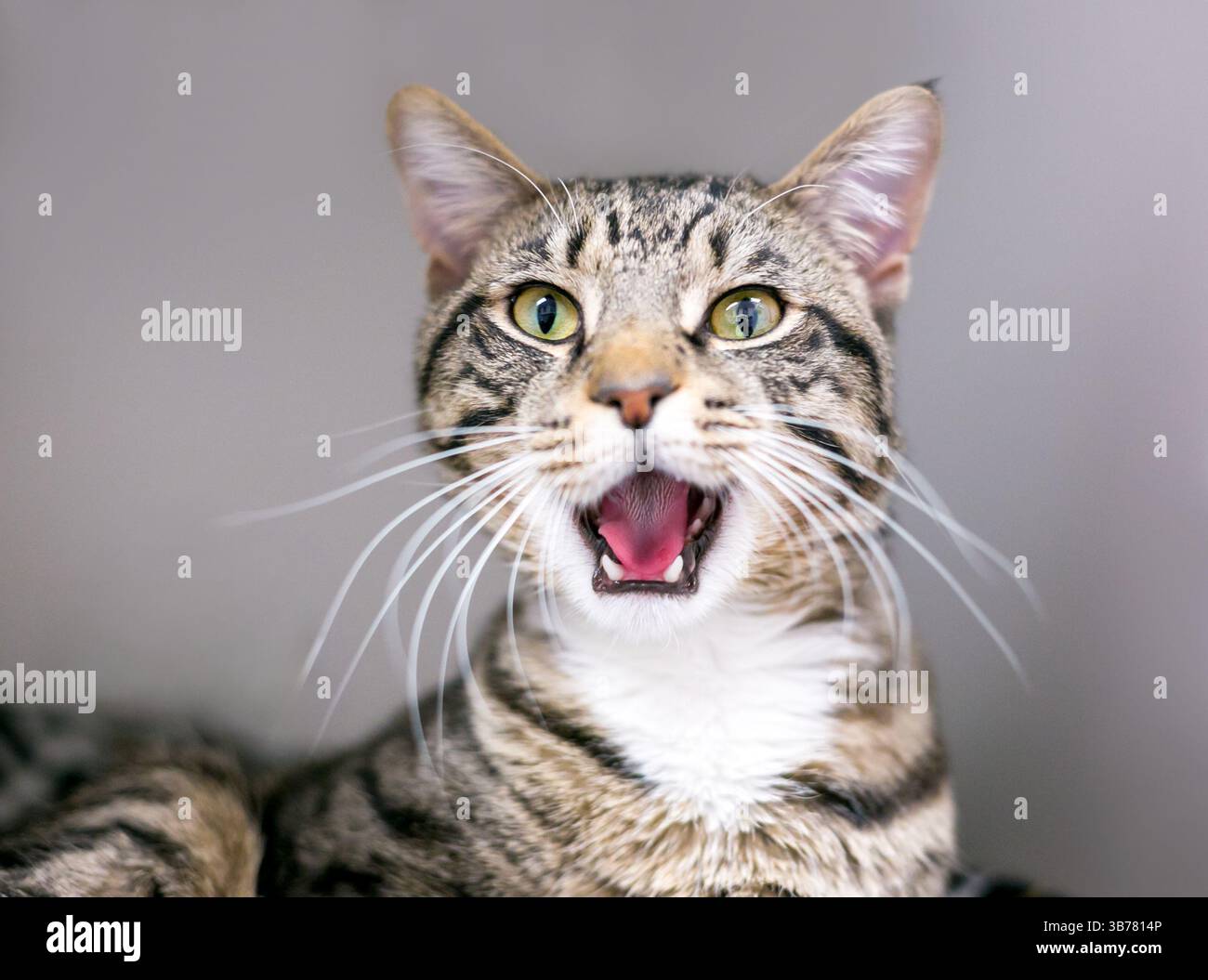 Una tenda marrone di gatto shorthair yawning con la relativa bocca larga aperta Foto Stock