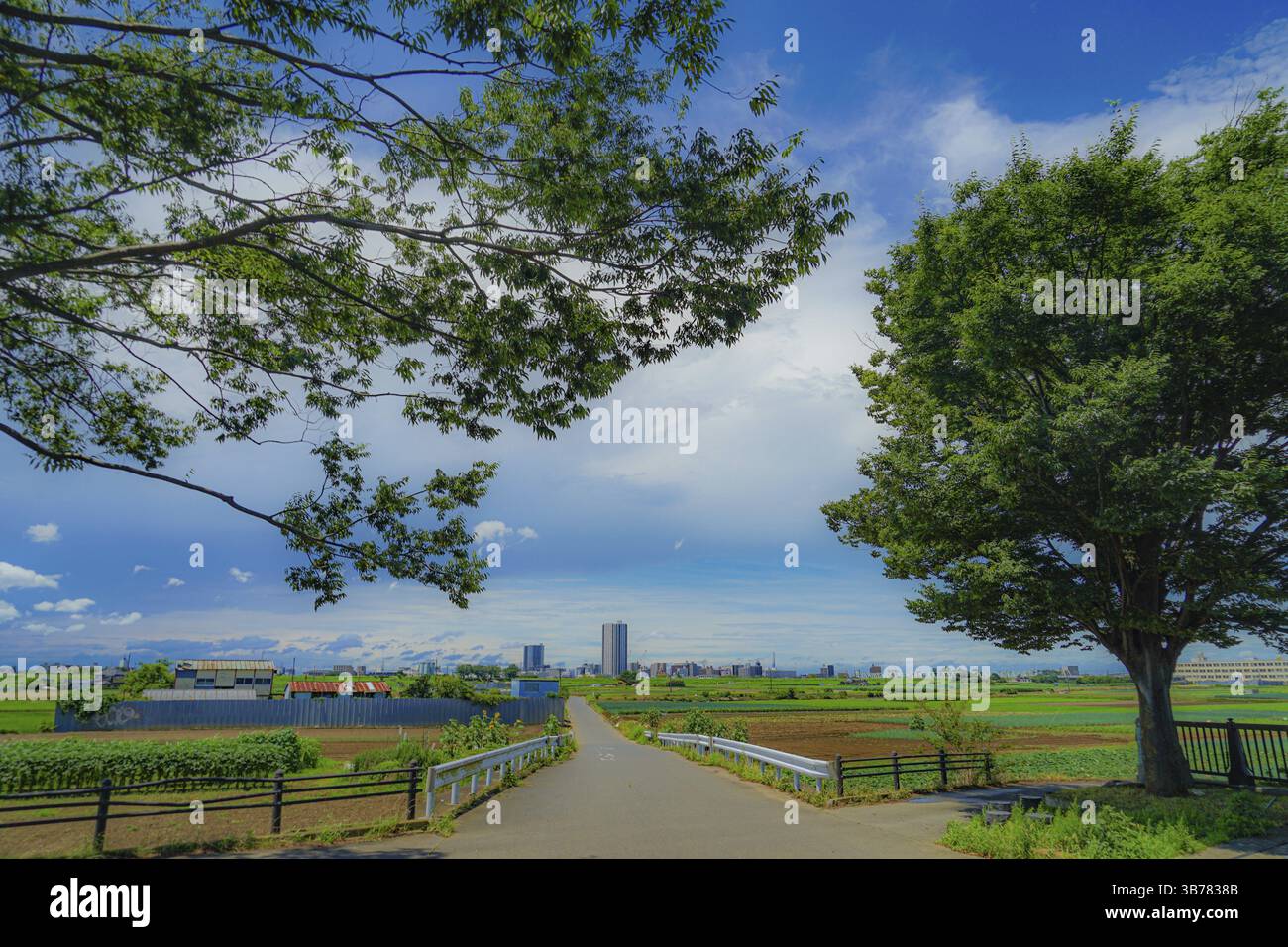 Matsudo si scossina dalla campagna. Luogo di tiro: Prefettura di Chiba Foto Stock