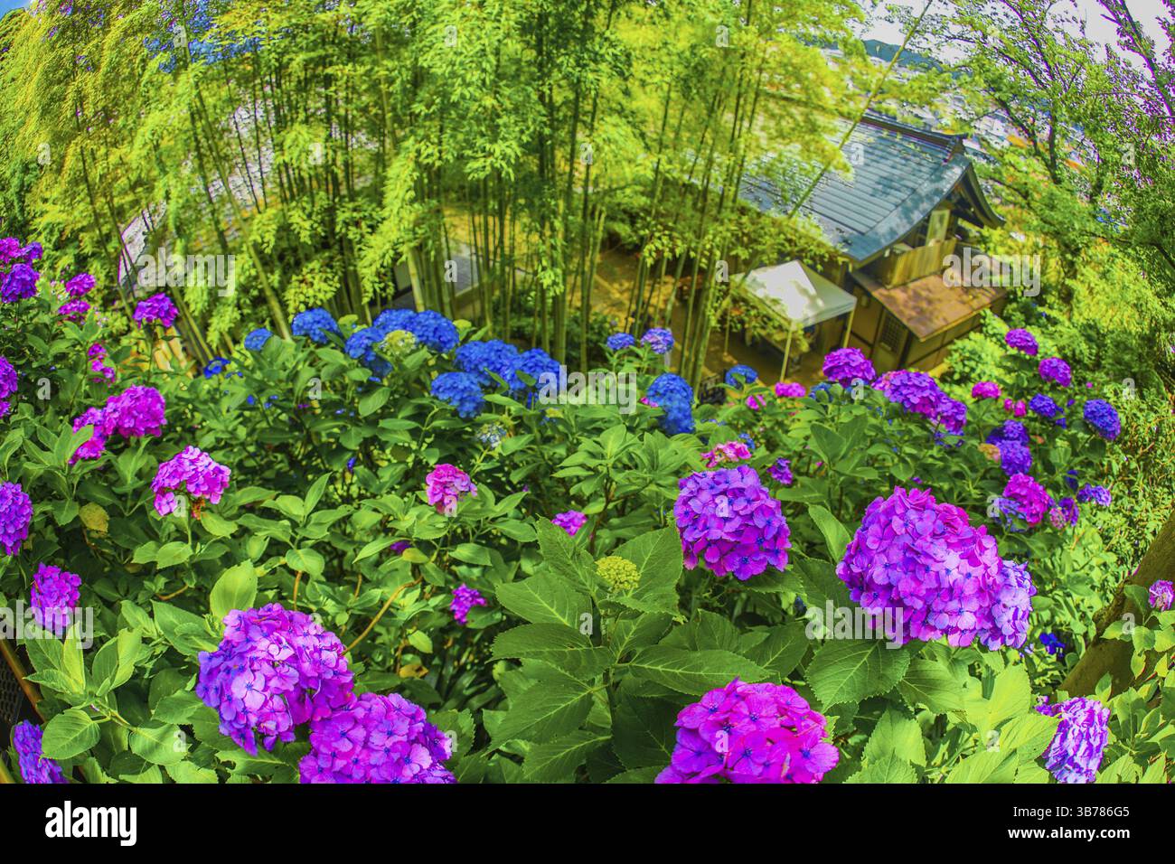 Idrangea e foresta verde fresco. Località di tiro: Kamakura City, Prefettura di Kanagawa Foto Stock