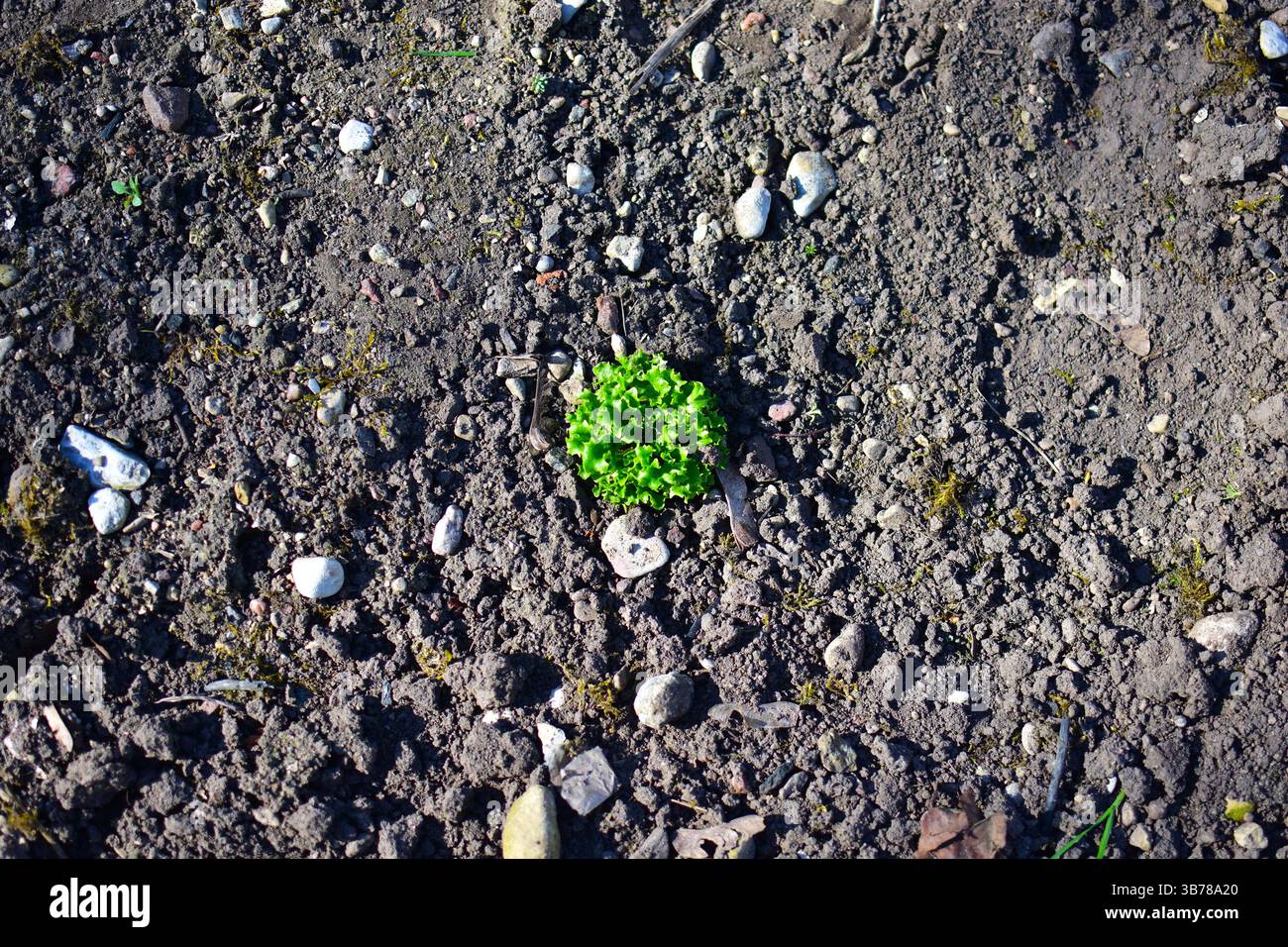 Lattuga piccola che cresce in un terreno molto povero. Piccola pianta verde che cresce in un terreno squallido. Concetto di vitalità in cattive condizioni. Foto Stock