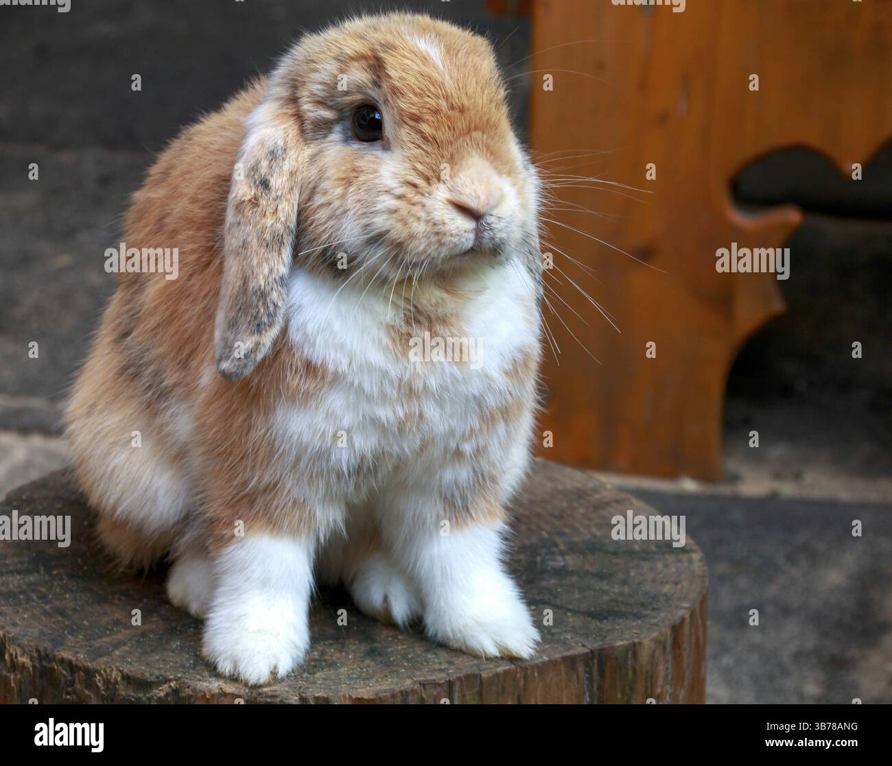 Lop inglese, marrone chiaro-bianco, pied, seduta Foto Stock