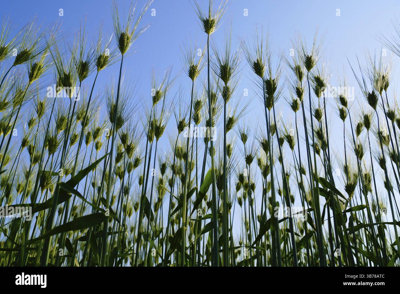 Campo di immagine del grano. Luogo di ripresa: Yokohama-città prefettura di kanagawa Foto Stock