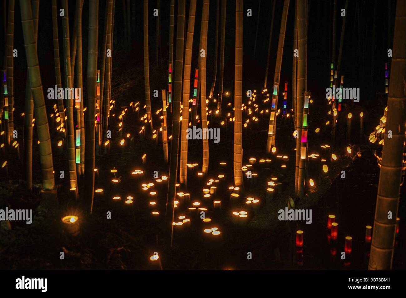 Luce di piccolo diametro del boschetto di bambù (piccola scrivania Castello foresta di cittadini). Luogo di ripresa: Yokohama-città prefettura di kanagawa Foto Stock