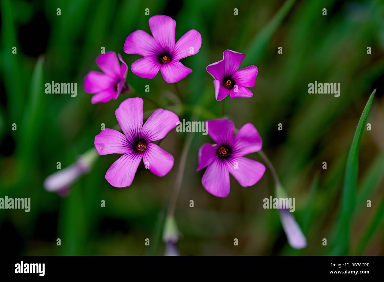 Oxalis articulata, noto come sorrel rosa, sorrel di legno rosa, sorrel di legno windowbox, chari amilo, erba madre, Fiore selvatico Foto Stock