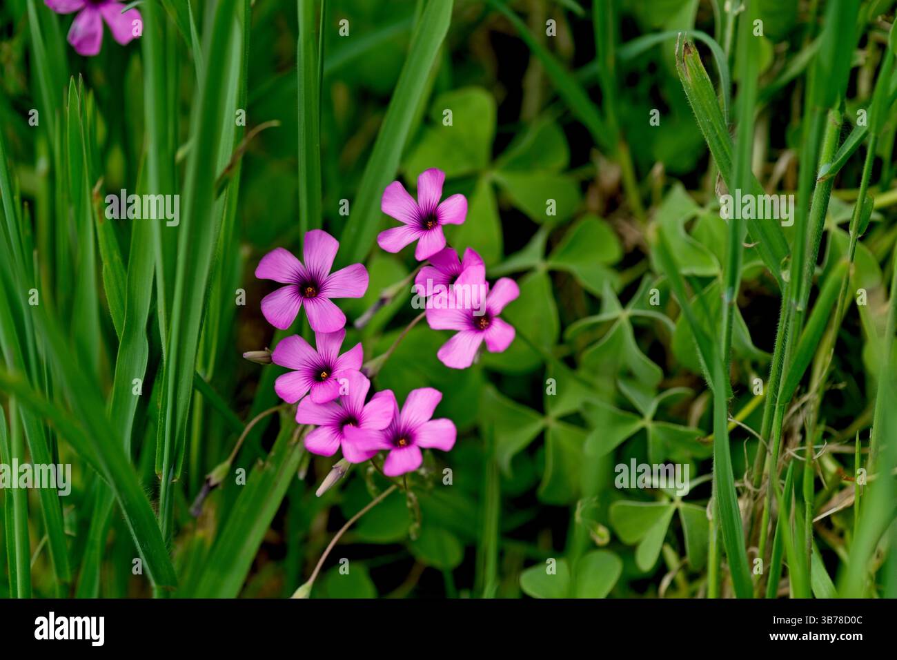 Oxalis articulata, noto come sorrel rosa, sorrel di legno rosa, sorrel di legno windowbox, chari amilo, erba madre, Fiore selvatico Foto Stock