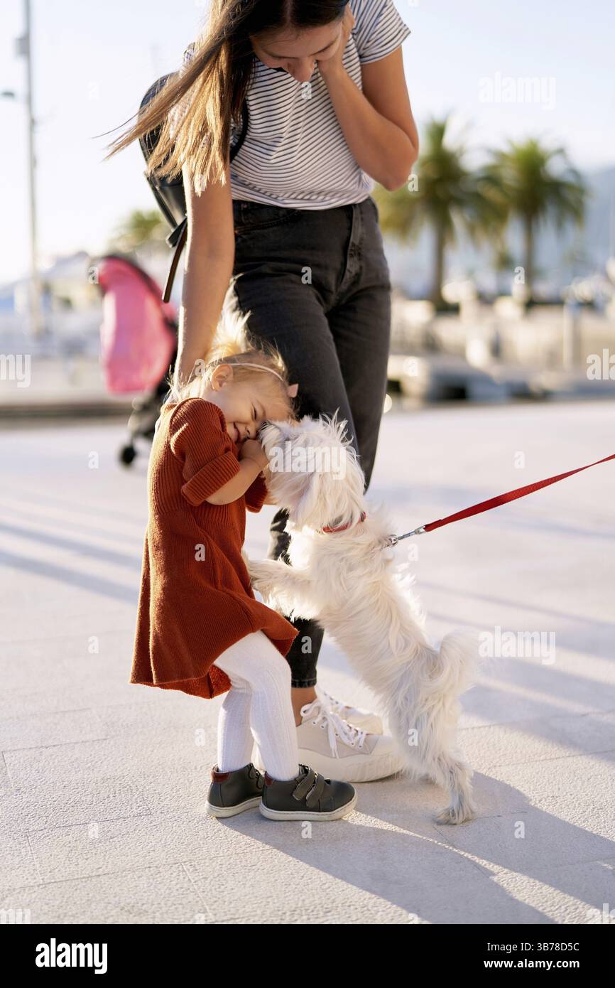 Un piccolo cane bianco sta leccando la faccia di una bambina di 2 anni. Foto Stock