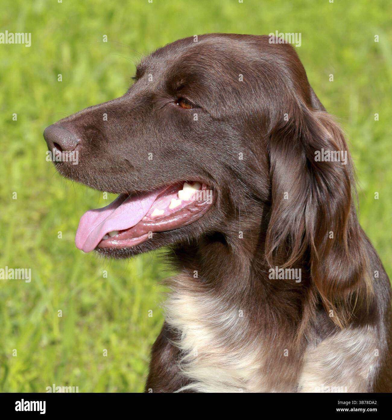 Ritratto di puntamento Munsterlander cane in un giardino estivo Foto Stock