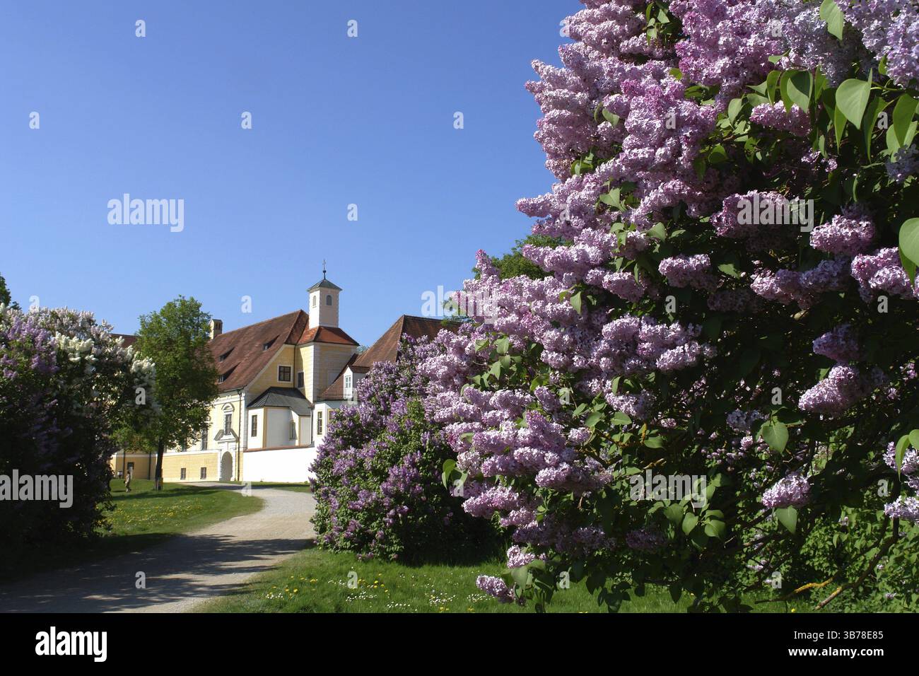 Siepi lilla in fiore nell'area del vecchio castello di Oberschleissheim vicino a Monaco Foto Stock