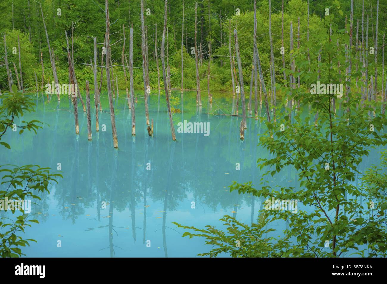 Stagno blu che assomiglia ad una foresta sopra (Hokkaido Biei-cho). Luogo di tiro: Hokkaido Biei-cho Foto Stock
